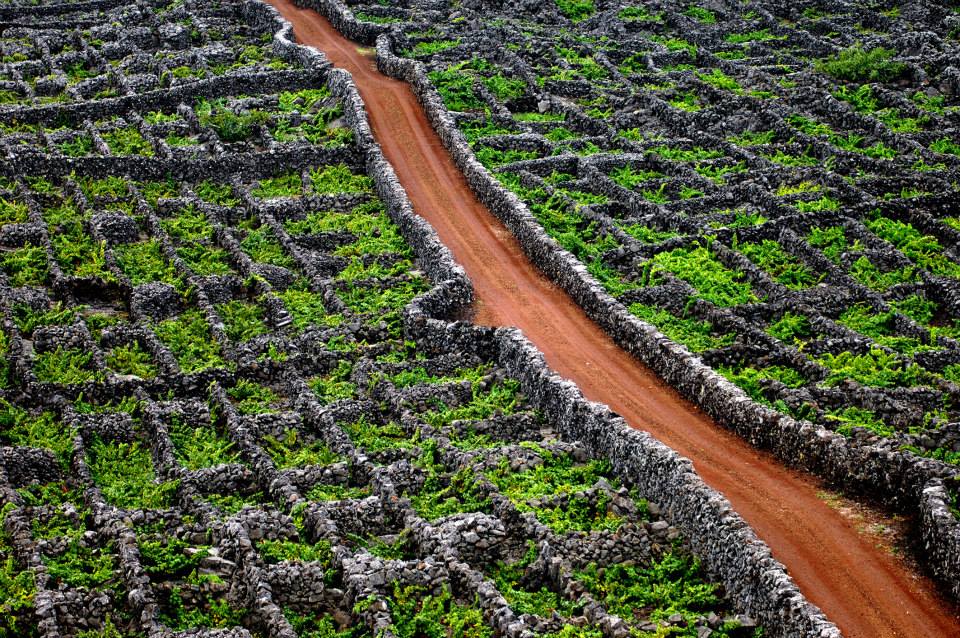 Vinha-do-PIco.jpg