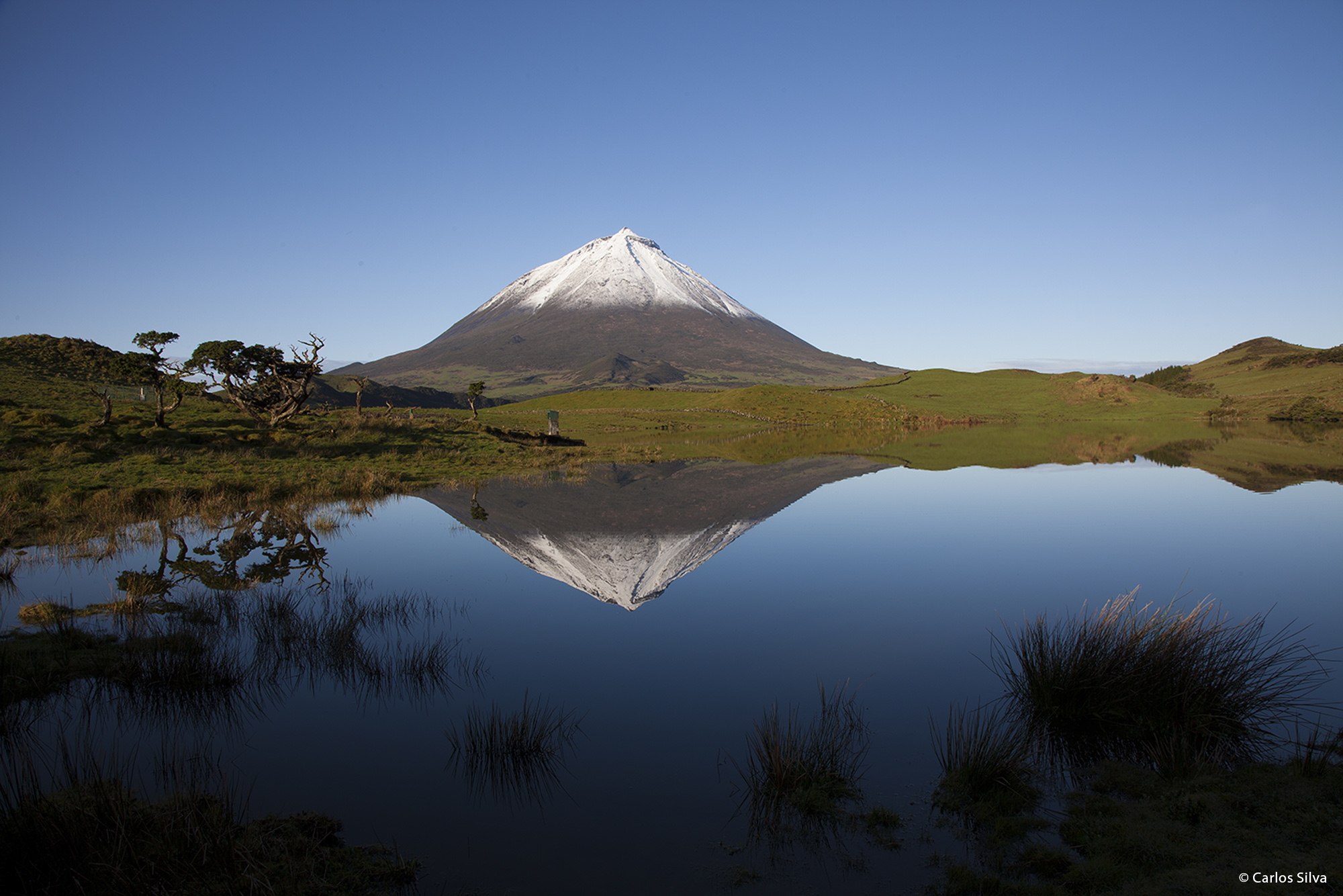 © Carlos Silva 9859.jpg